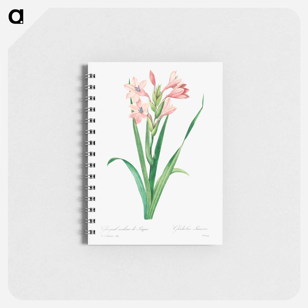 Sword lily - ピエール ジョゼフ ルドゥーテ Memo.