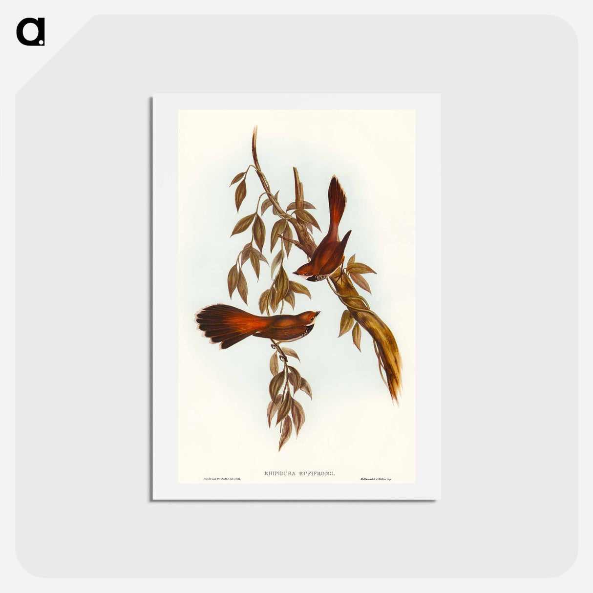 アートポストカード-Rufous-fronted Fantail
- オーストラリアの鳥 Postcard.