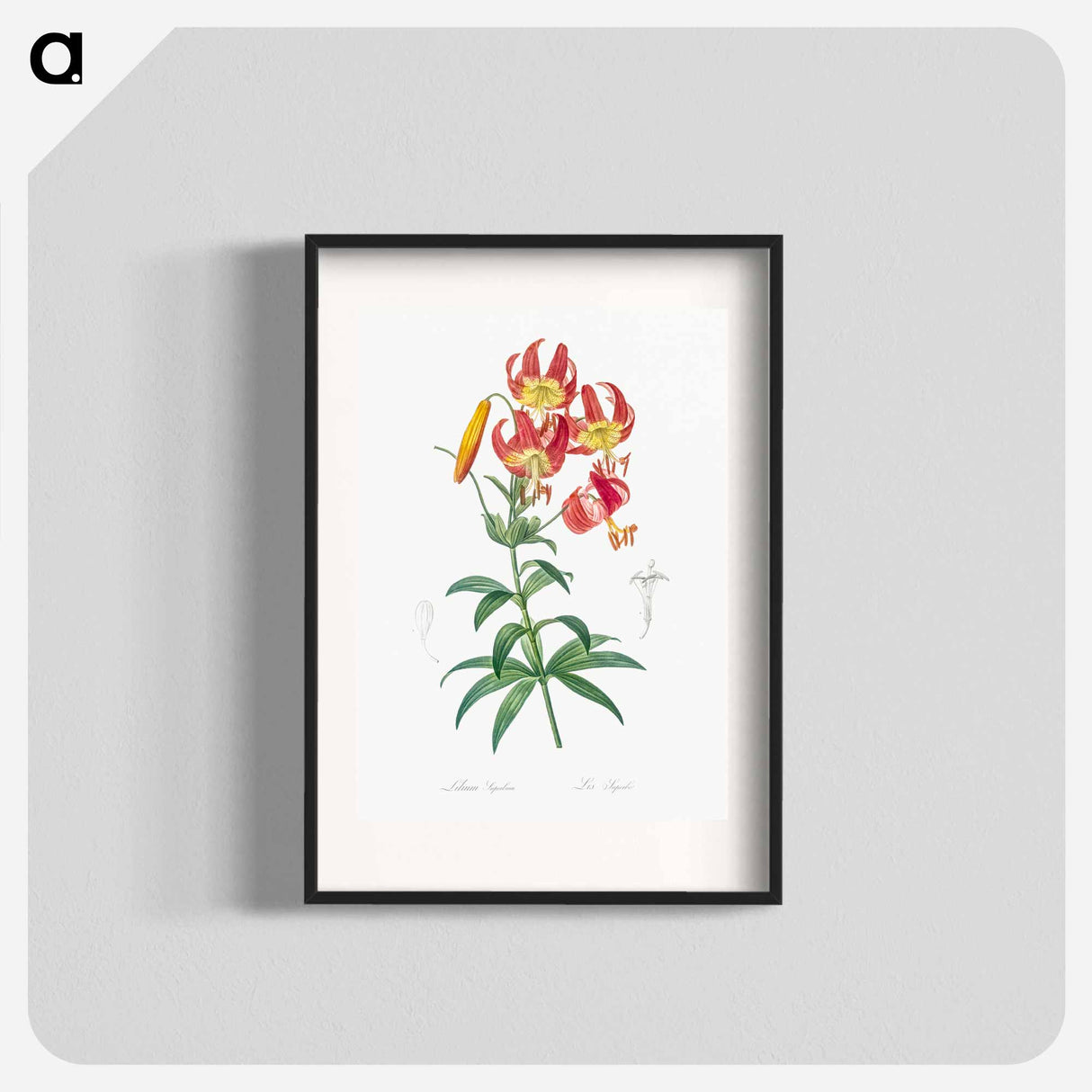 Turban lily illustration - Pierre Joseph Redouté Poster.