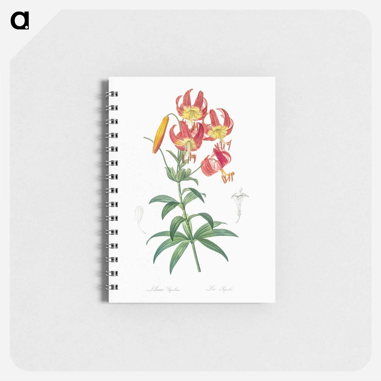 アートメモ帳-Turban lily illustration - ピエール ジョゼフ ルドゥーテ Memo.
