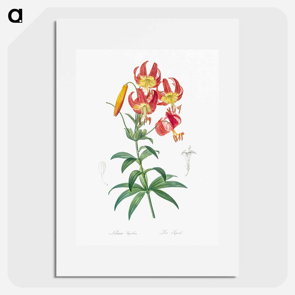 Turban lily illustration - Pierre Joseph Redouté Poster.
