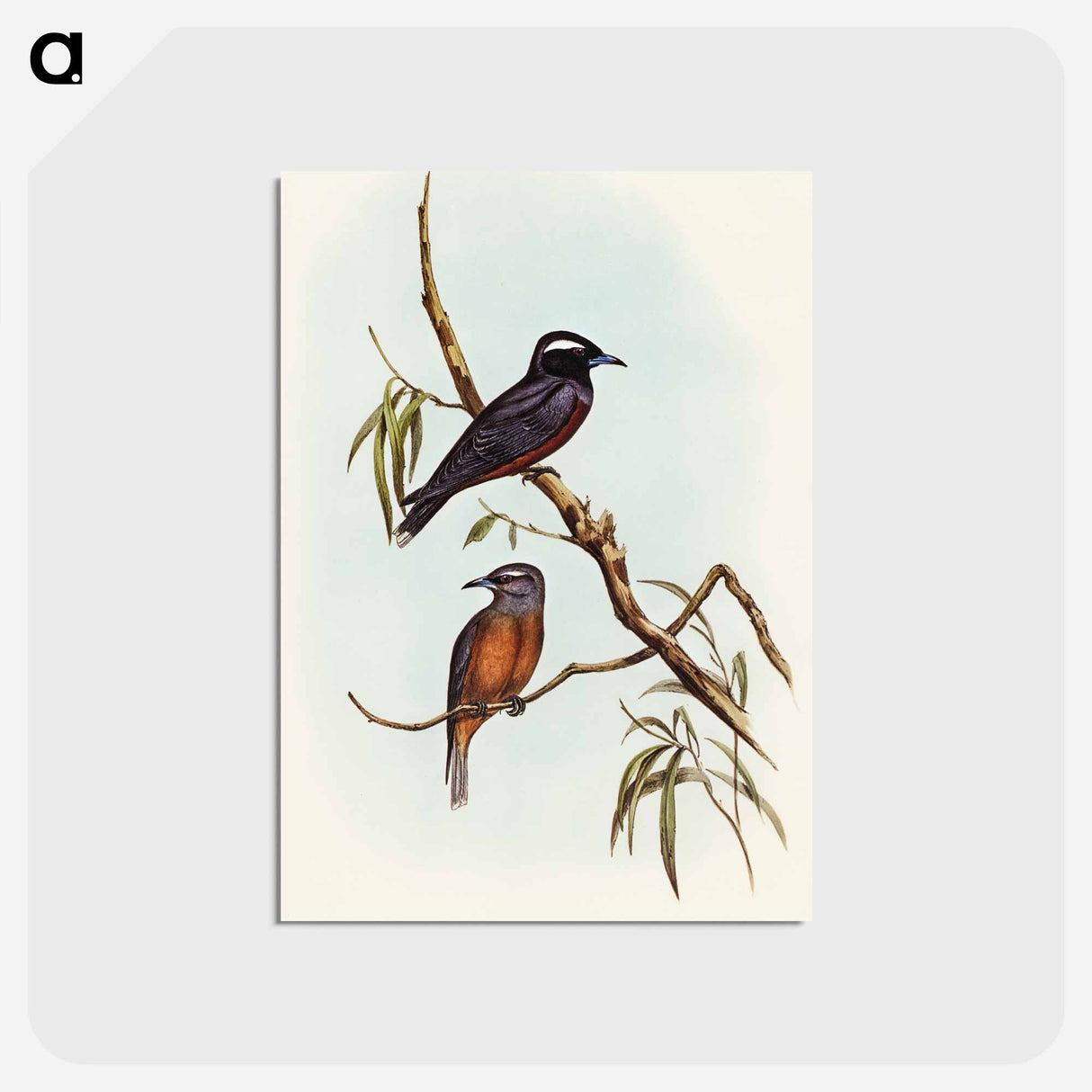 アートポストカード-White-eyebrowed Wood Swallow
- オーストラリアの鳥 Postcard.