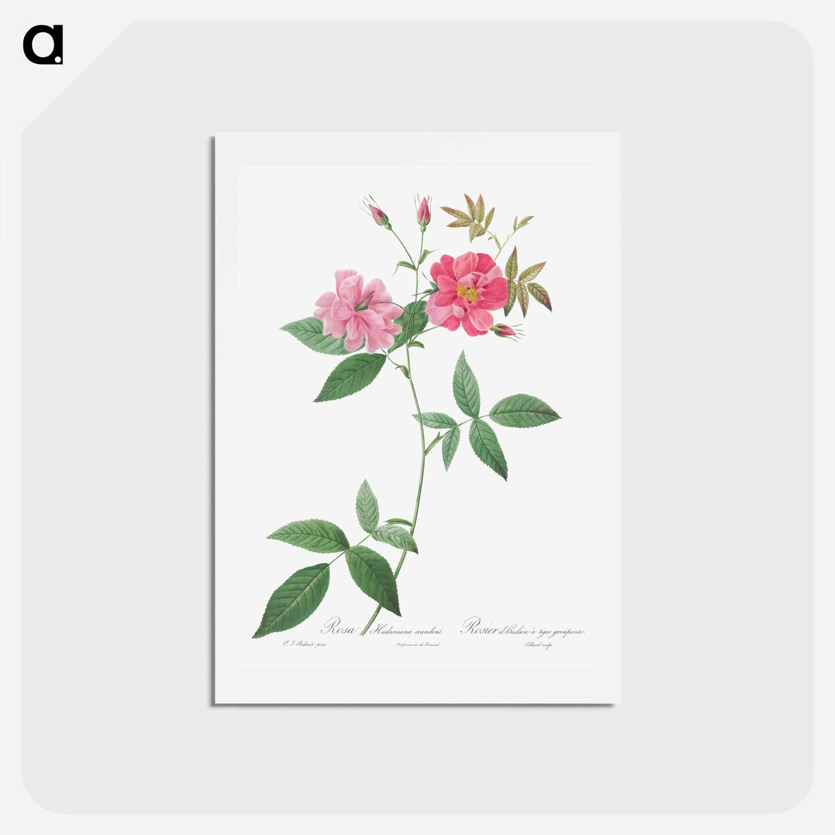 アートポストカード-Hudson Rosehip with Climbing Stems, Rosa Hudsoniana Scandens - ピエール ジョゼフ ルドゥーテ Postcard.