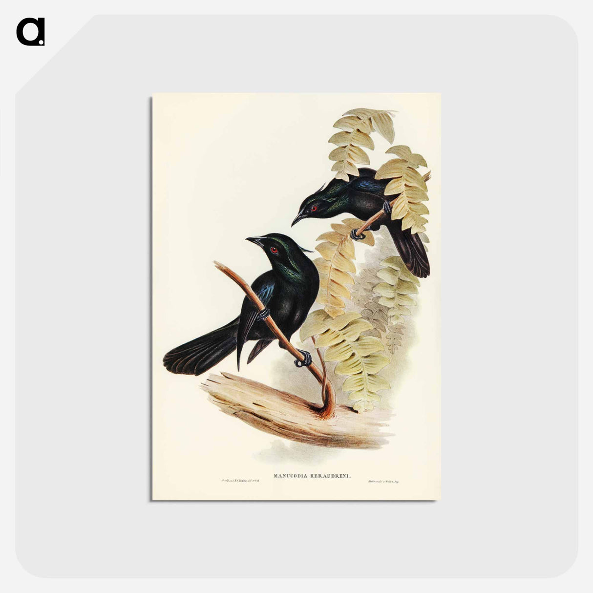 アートポストカード-Keraudren's Crow-Shrike
- ジョン グールド Postcard.