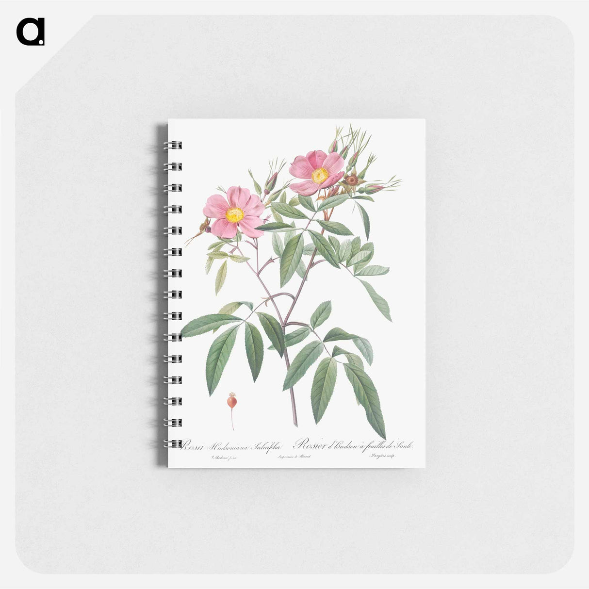 Swamp Rose - ピエール ジョゼフ ルドゥーテ Memo.