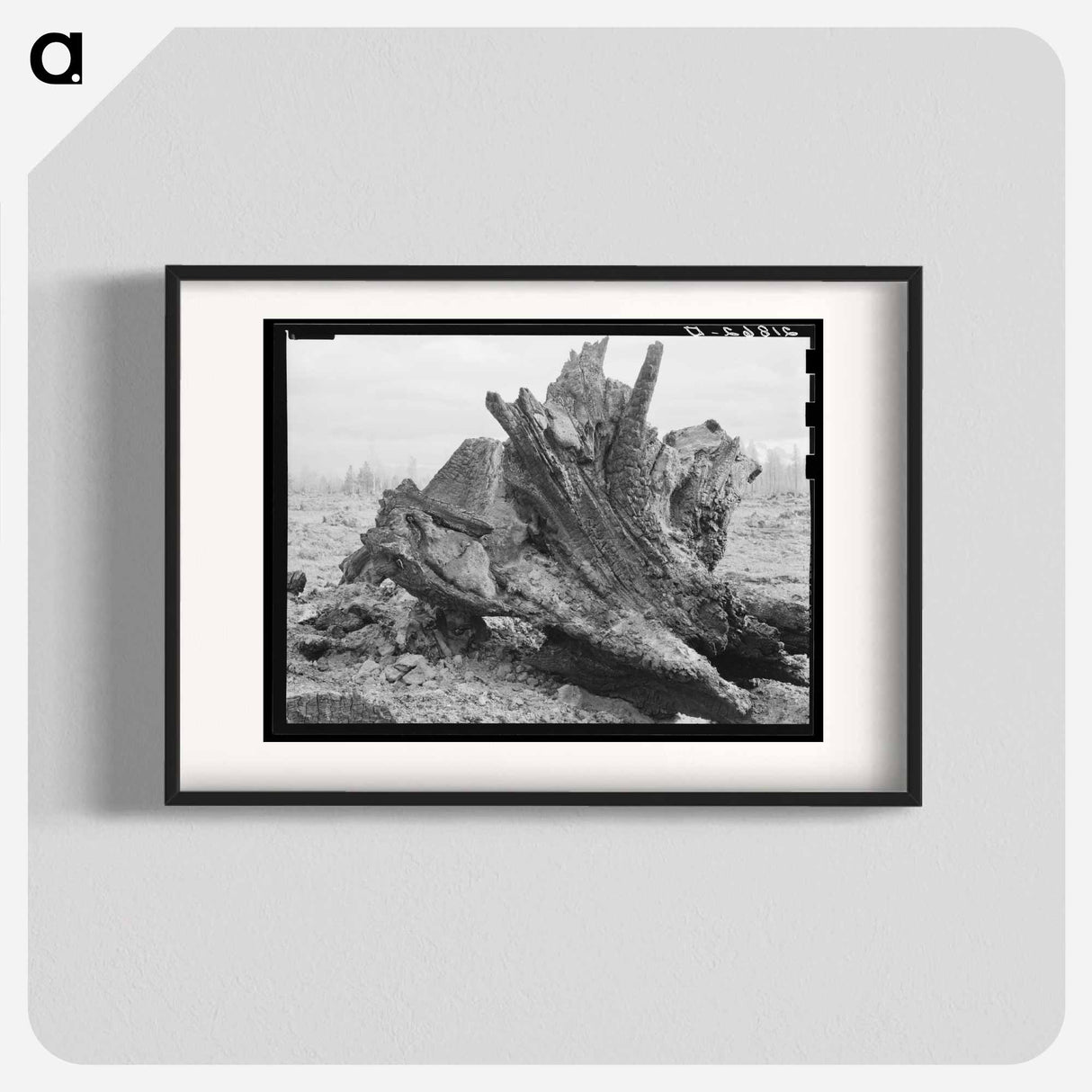 Cedar stump in field which family is clearing by means of FSA loan - Dorothea Lange Poster.