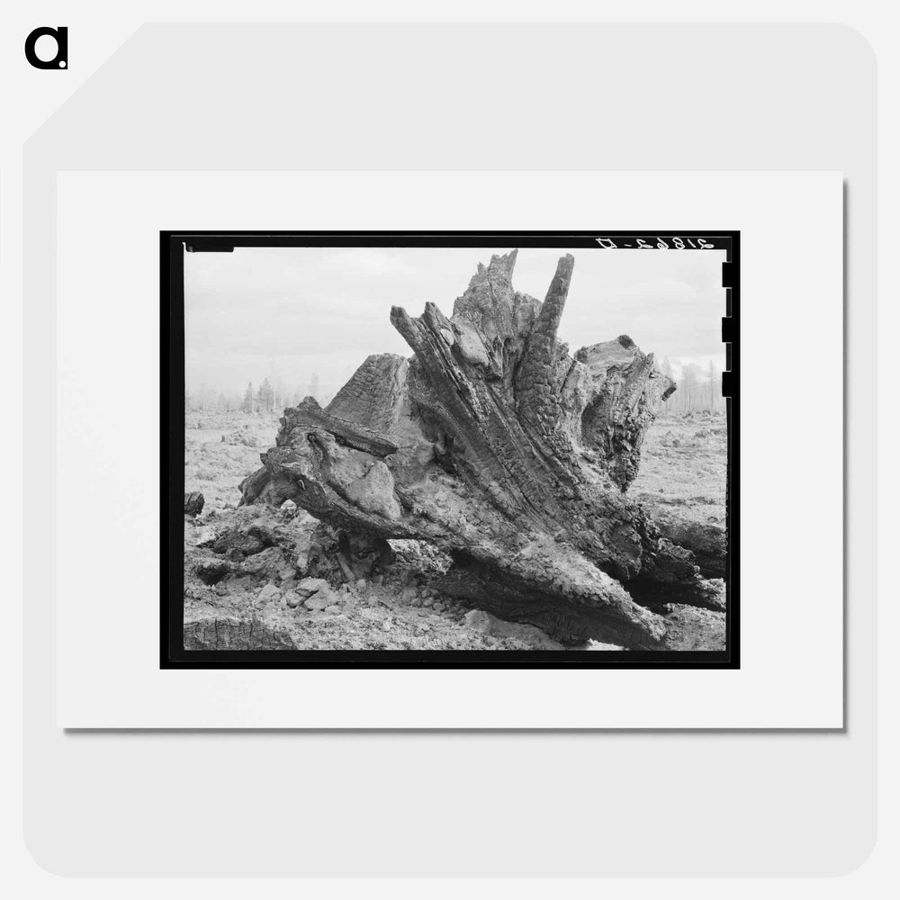 Cedar stump in field which family is clearing by means of FSA loan - Dorothea Lange Poster.
