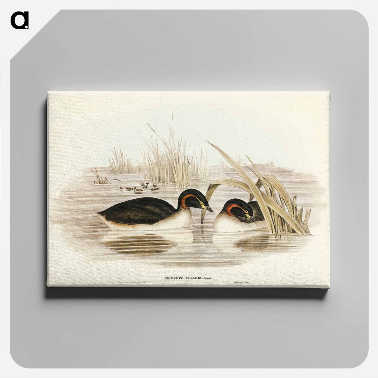 アートパネル-Black-throated Grebe
- オーストラリアの鳥 Canvas.