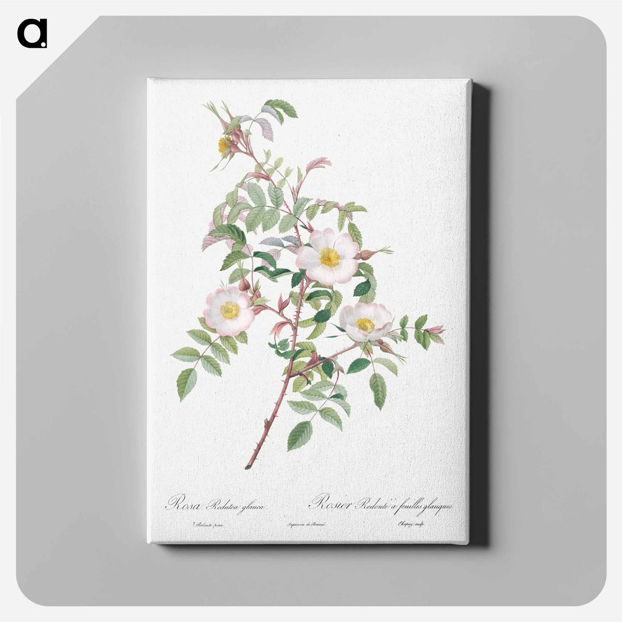 アートパネル-Rosa reductea glauca - ピエール ジョゼフ ルドゥーテ Canvas.