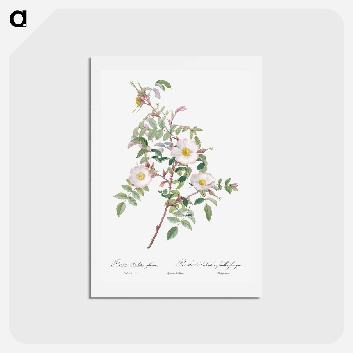 アートポストカード-Rosa reductea glauca - ピエール ジョゼフ ルドゥーテ Postcard.