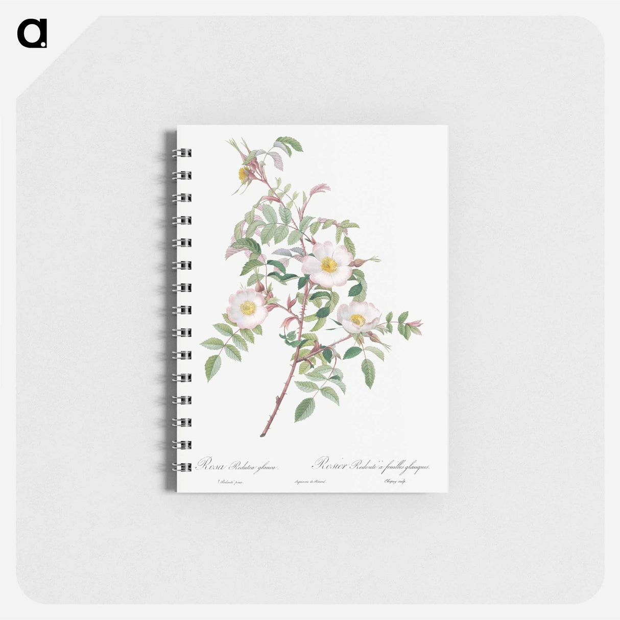 Rosa reductea glauca - ピエール ジョゼフ ルドゥーテ Memo.