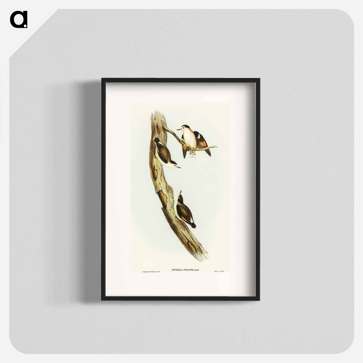 Black-capped Sittella
- オーストラリアの鳥 Poster.