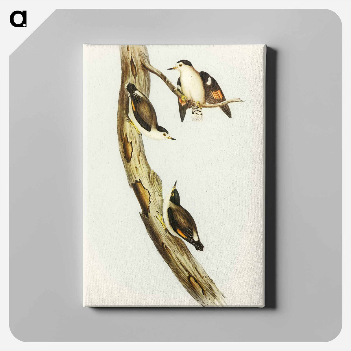 アートパネル-Black-capped Sittella
- オーストラリアの鳥 Canvas.