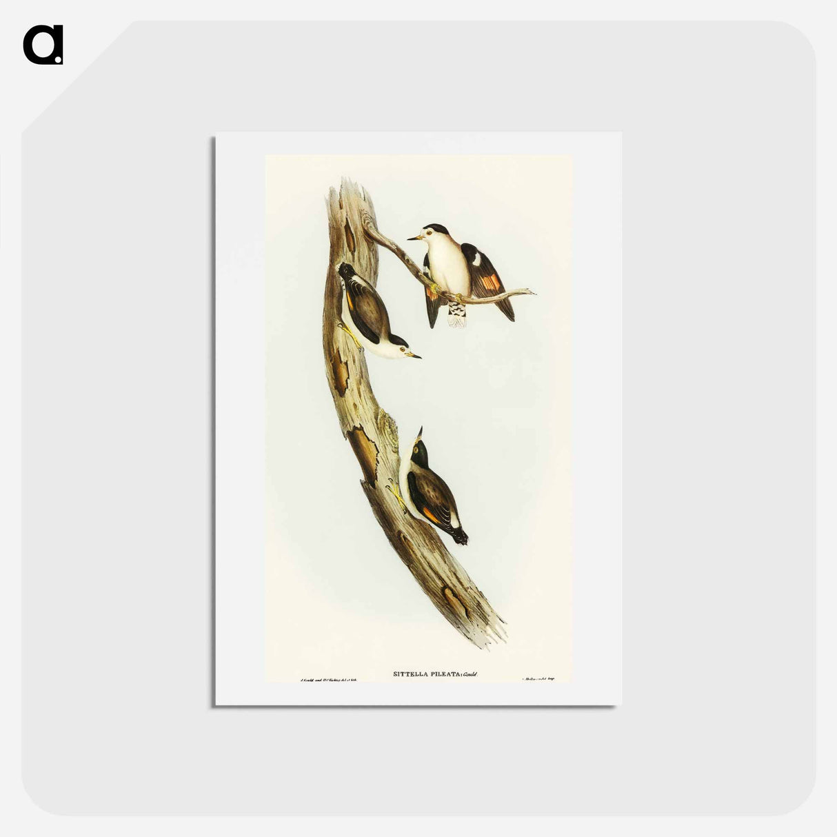 アートポストカード-Black-capped Sittella
- オーストラリアの鳥 Postcard.