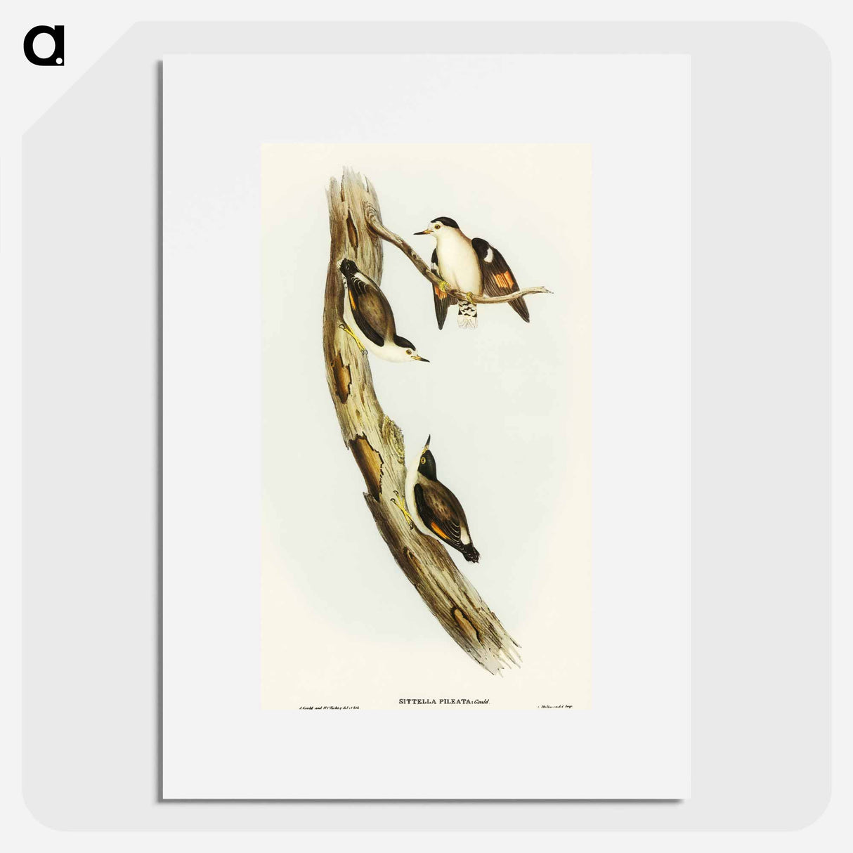 アートポスター-Black-capped Sittella
- オーストラリアの鳥 Poster.