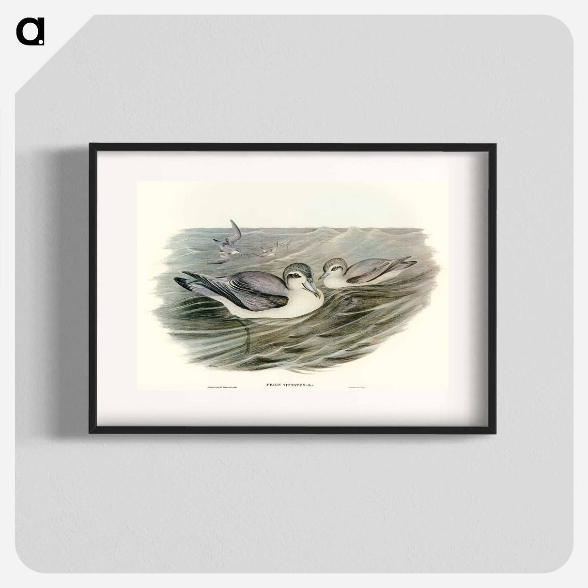 アートポスター-Broad-billed Prion
- オーストラリアの鳥 Poster.