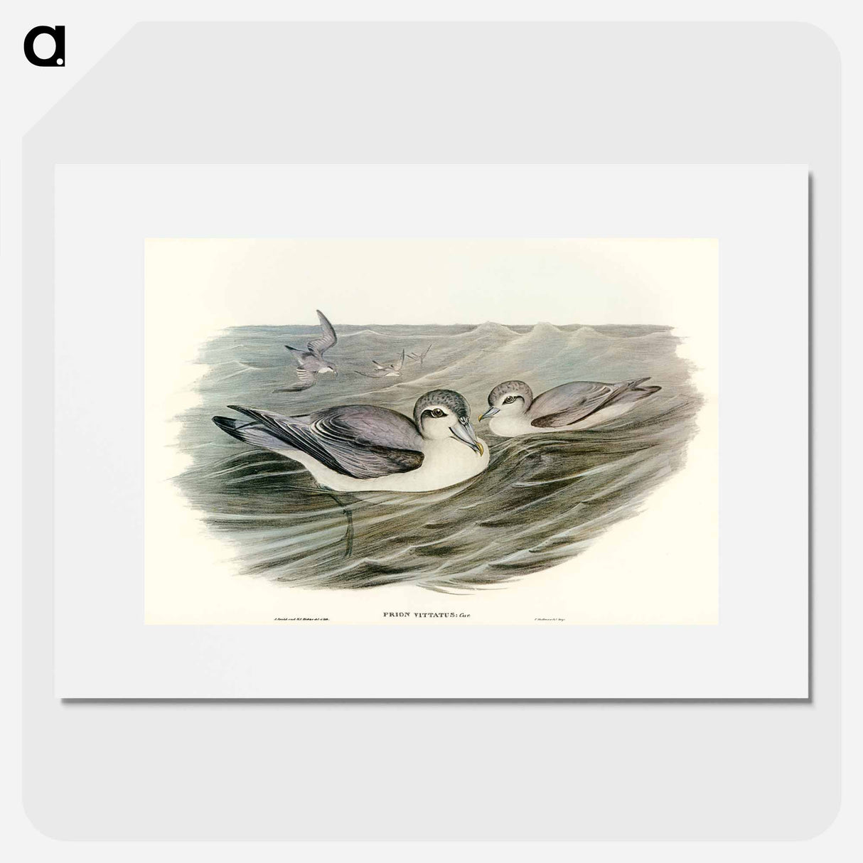 アートポスター-Broad-billed Prion
- オーストラリアの鳥 Poster.