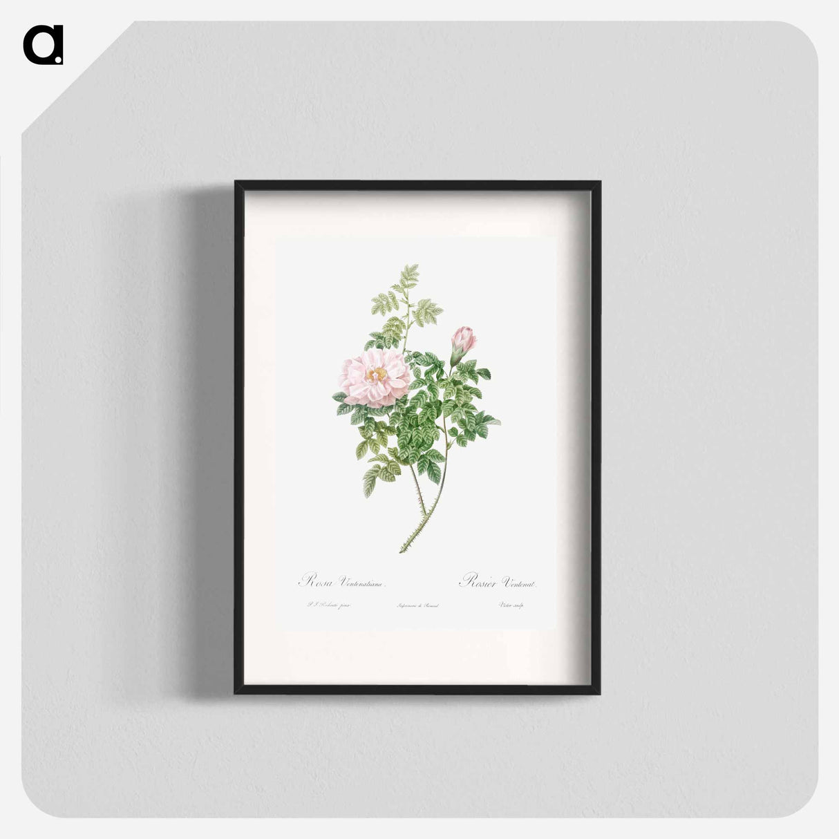 Ventenat's Rose - Pierre Joseph Redouté Poster.