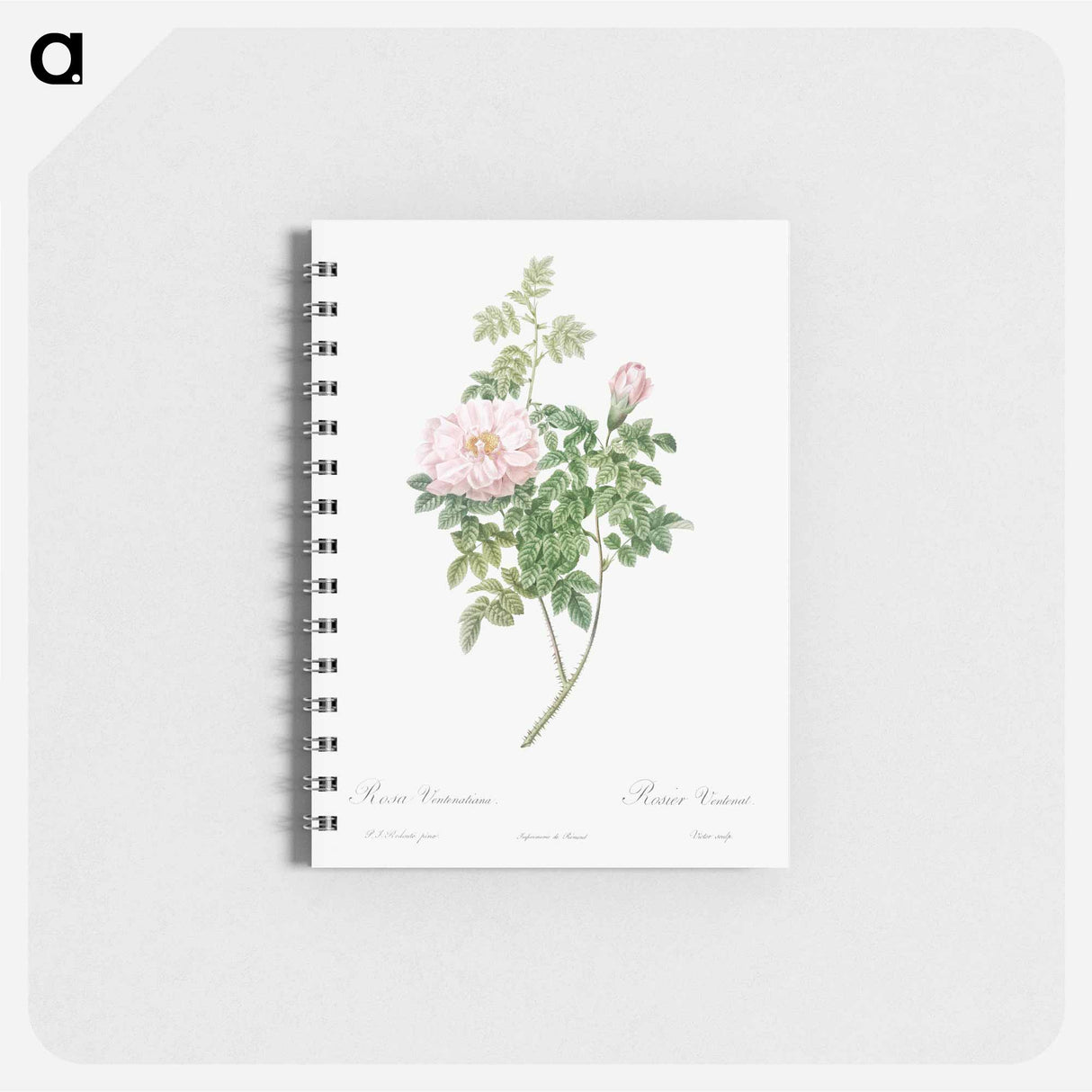 Ventenat's Rose - ピエール ジョゼフ ルドゥーテ Memo.