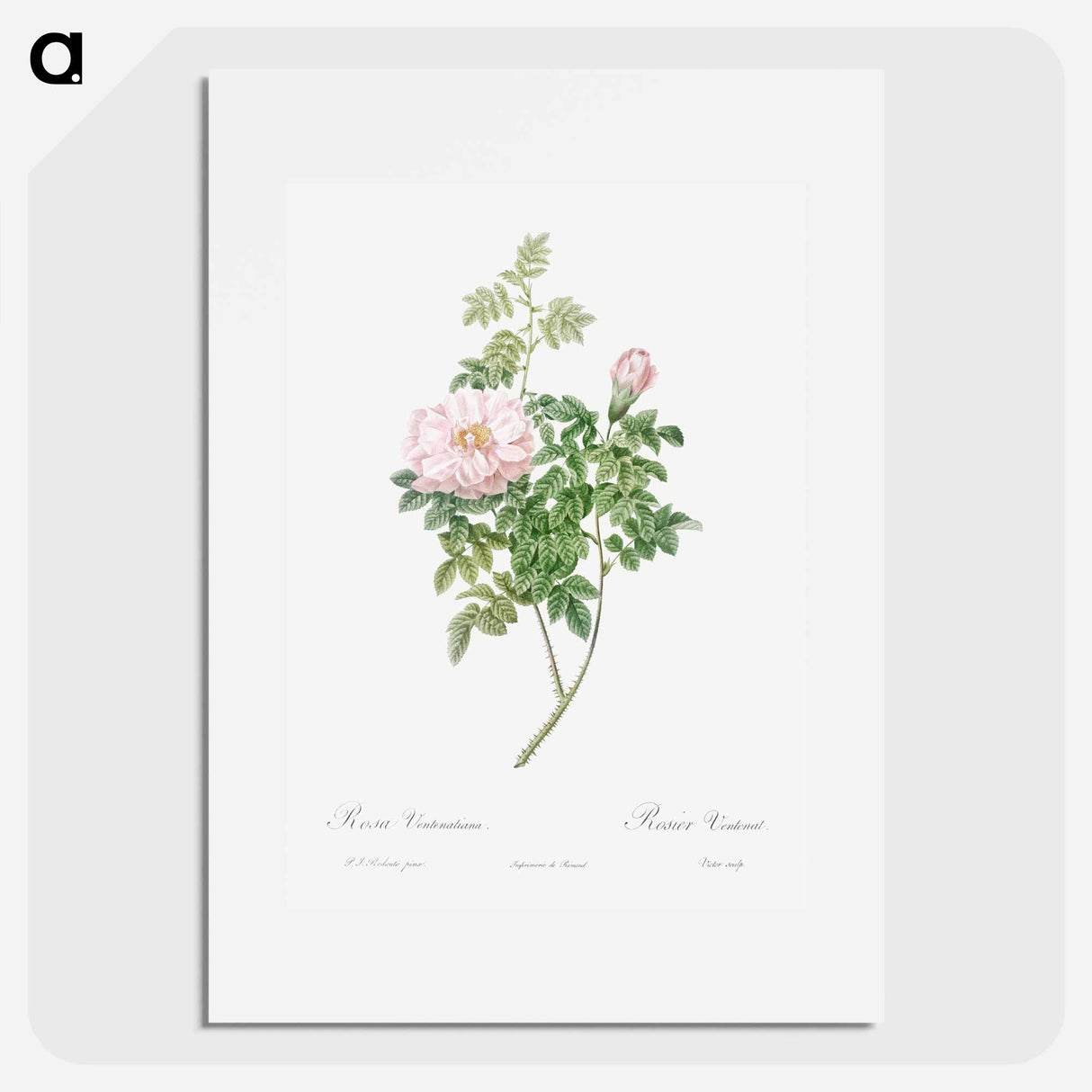 Ventenat's Rose - Pierre Joseph Redouté Poster.