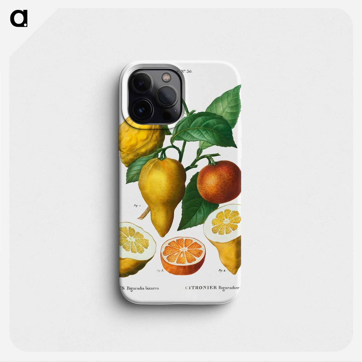 Bitter orange - ピエール ジョゼフ ルドゥーテ Phone Case.