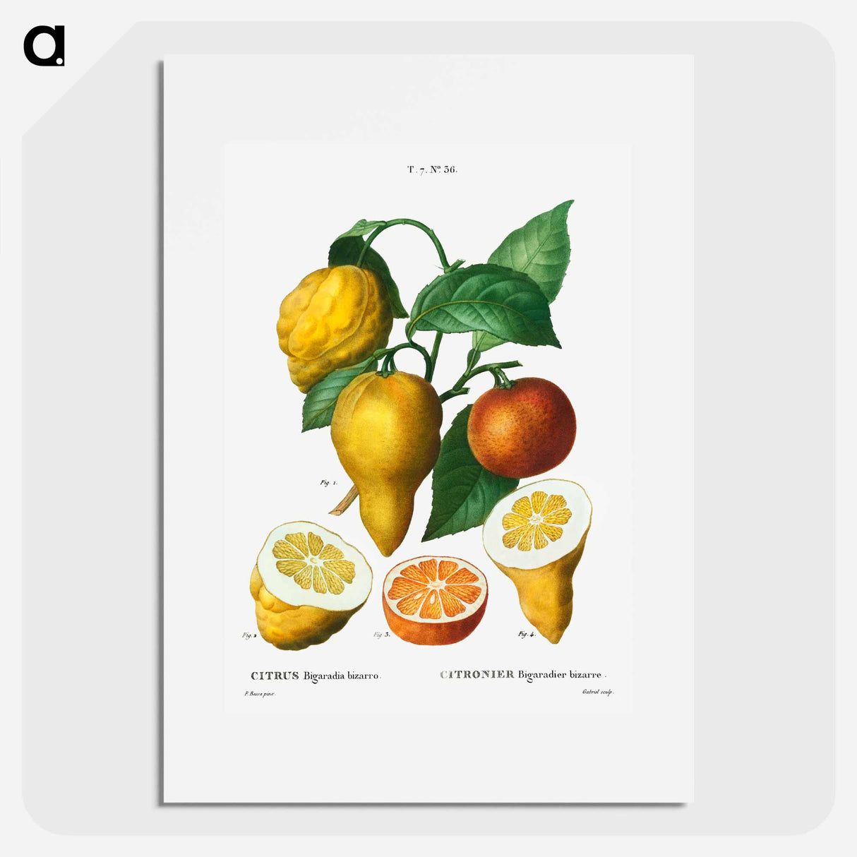 アートポスター-Bitter orange - ピエール ジョゼフ ルドゥーテ Poster.