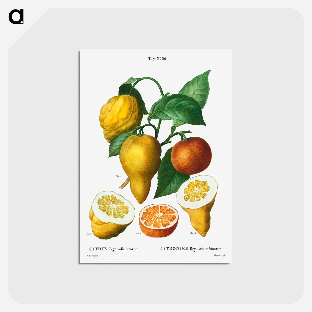 アートポストカード-Bitter orange - ピエール ジョゼフ ルドゥーテ Postcard.