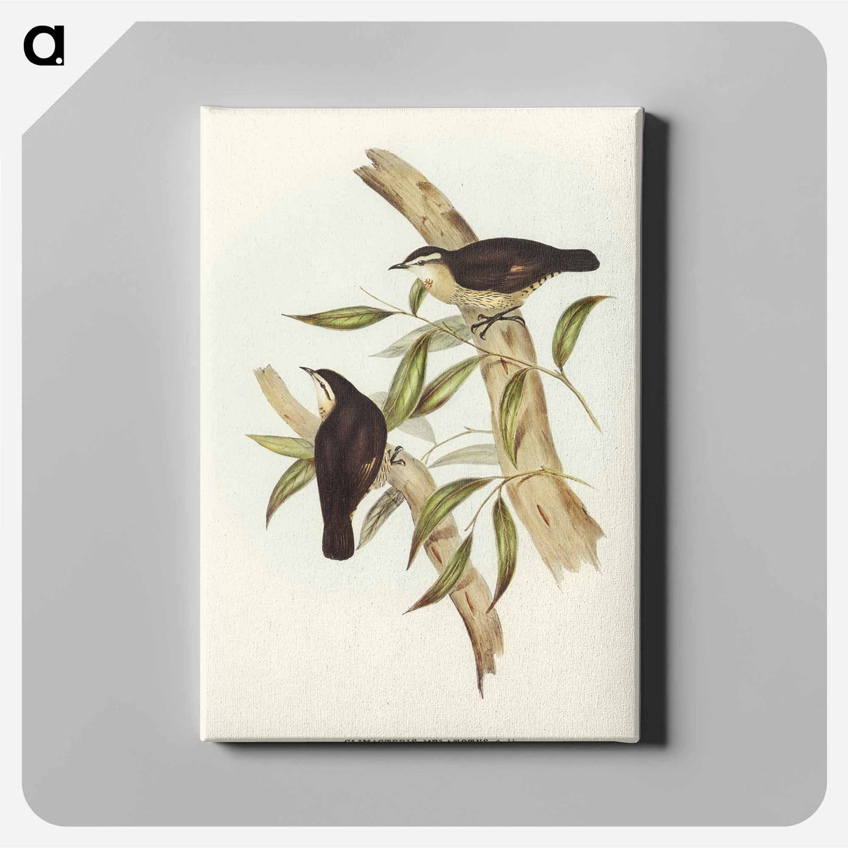 Black-backed Tree-Creeper
- オーストラリアの鳥 Canvas.