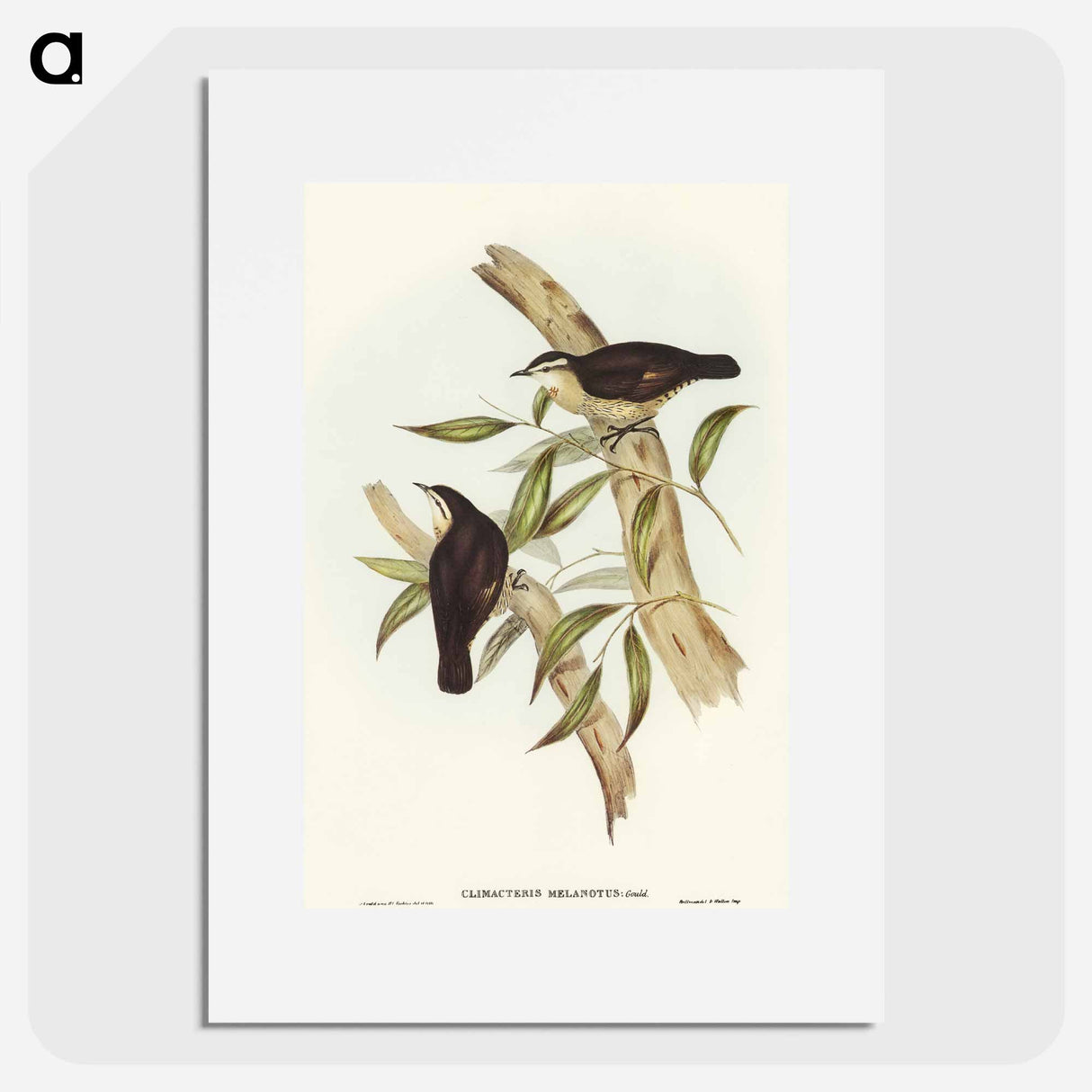 アートポスター-Black-backed Tree-Creeper
- オーストラリアの鳥 Poster.