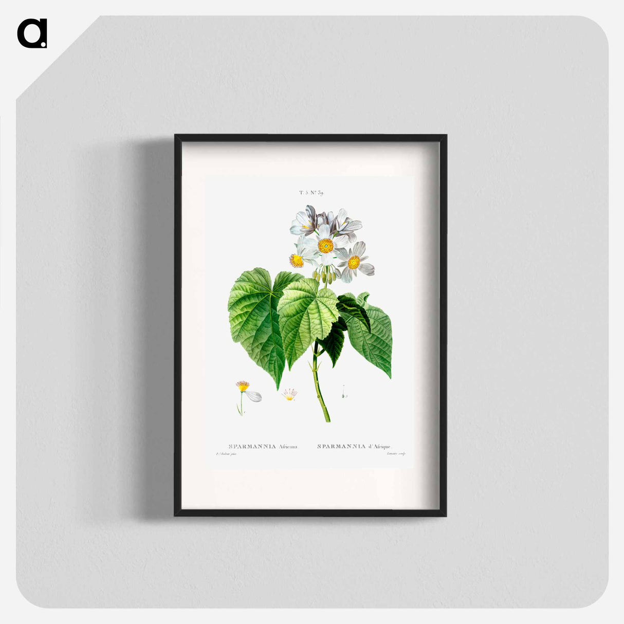 Sparmannia Africana (Sparmannia d'Afrique) - Pierre Joseph Redouté Poster.