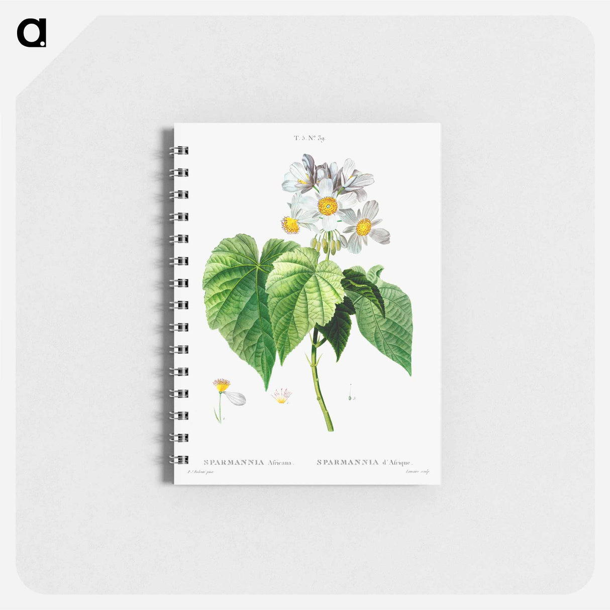 Sparmannia Africana (Sparmannia d'Afrique) - ピエール ジョゼフ ルドゥーテ Memo.