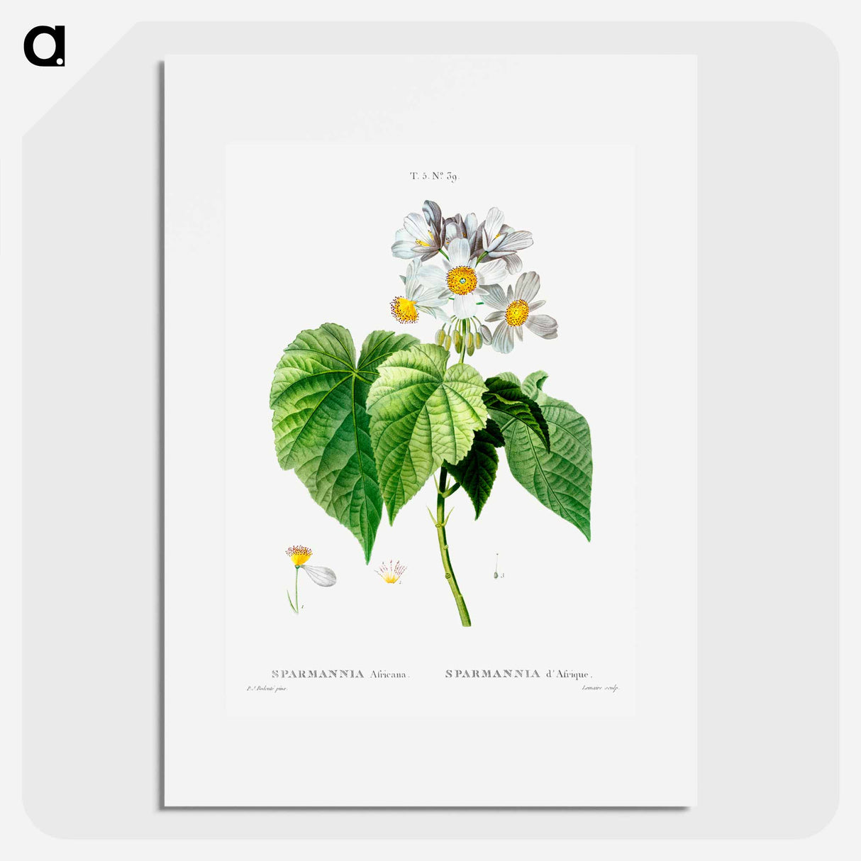 Sparmannia Africana (Sparmannia d'Afrique) - Pierre Joseph Redouté Poster.