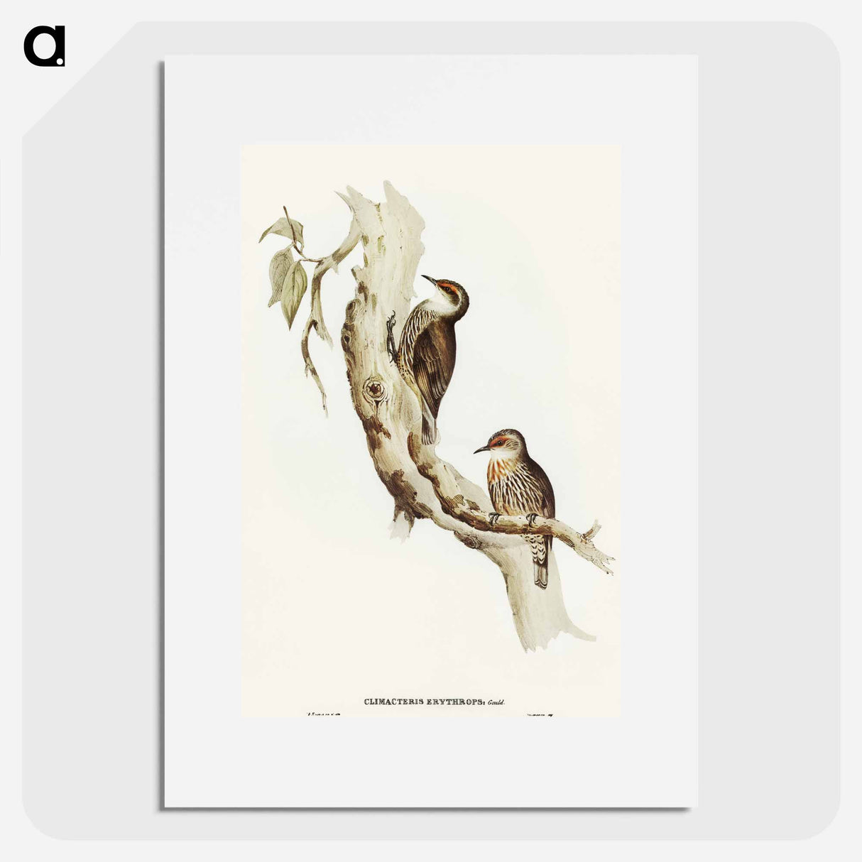 Red-eyebrowed Tree-Creeper
- オーストラリアの鳥 Poster.