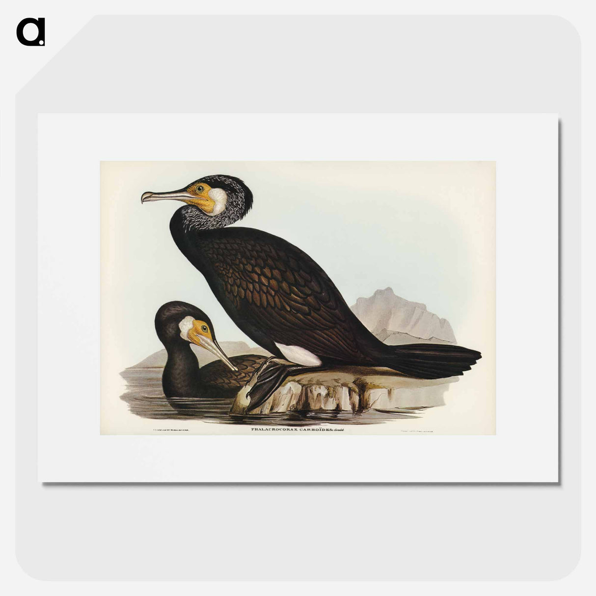 アートポスター-Australian Cormorant
- ジョン グールド Poster.