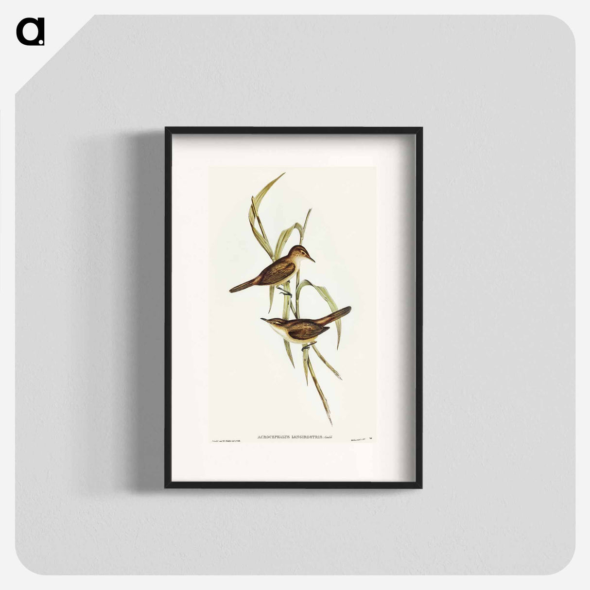 Long-billed Reed Warbler
- オーストラリアの鳥 Poster.