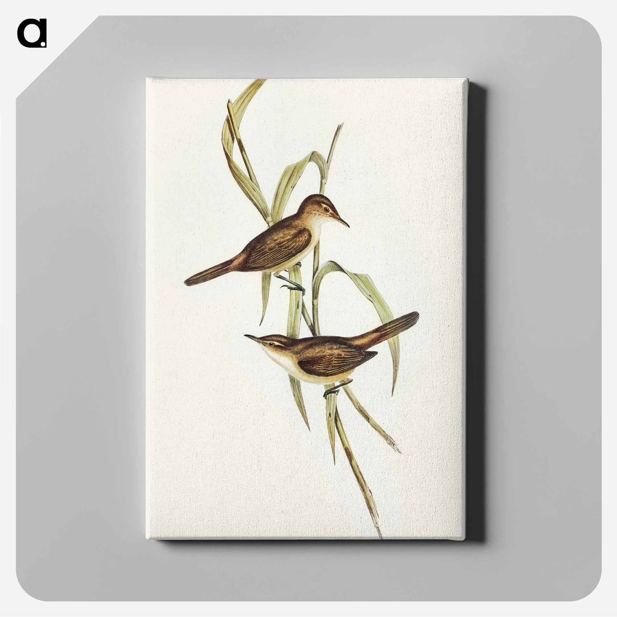 Long-billed Reed Warbler
- オーストラリアの鳥 Canvas.