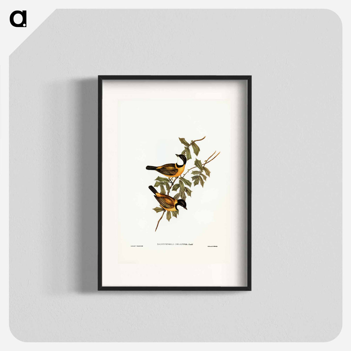 アートポスター-Black-tailed Pachycephala
- ジョン グールド Poster.