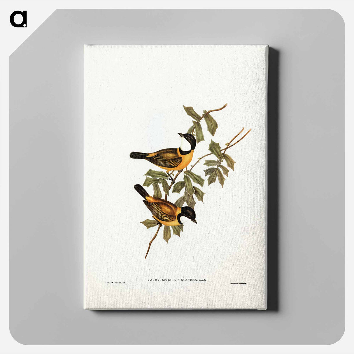 アートパネル-Black-tailed Pachycephala
- ジョン グールド Canvas.