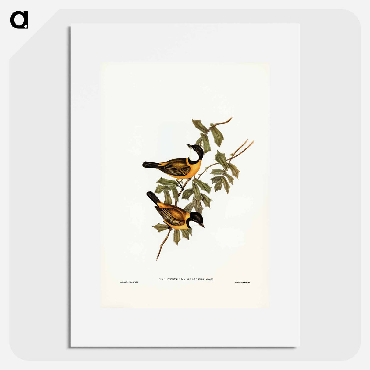 アートポスター-Black-tailed Pachycephala
- ジョン グールド Poster.