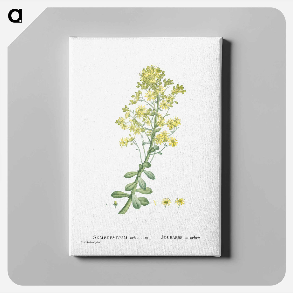 アートパネル-Sempervivum Arboreum (Tree Houseleek) - ピエール ジョゼフ ルドゥーテ Canvas.