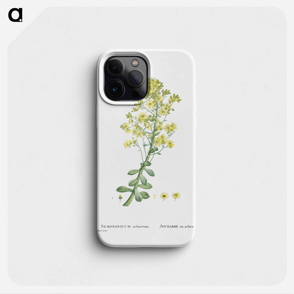 Sempervivum Arboreum (Tree Houseleek) - ピエール ジョゼフ ルドゥーテ Phone Case.