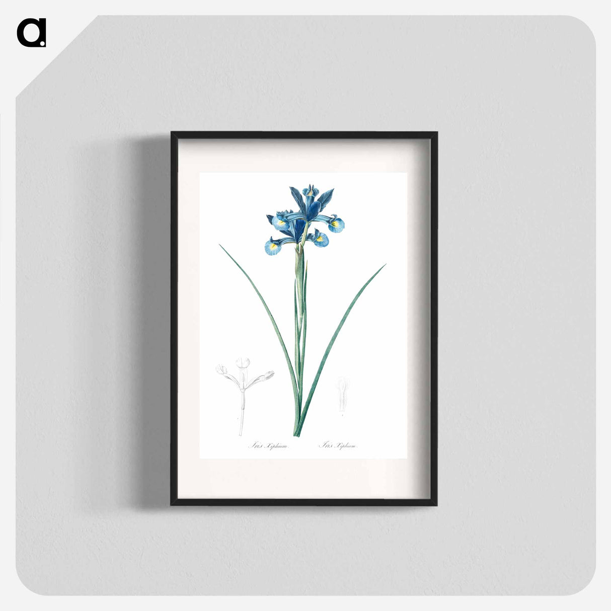 Spanish iris illustration - Pierre Joseph Redouté Poster.