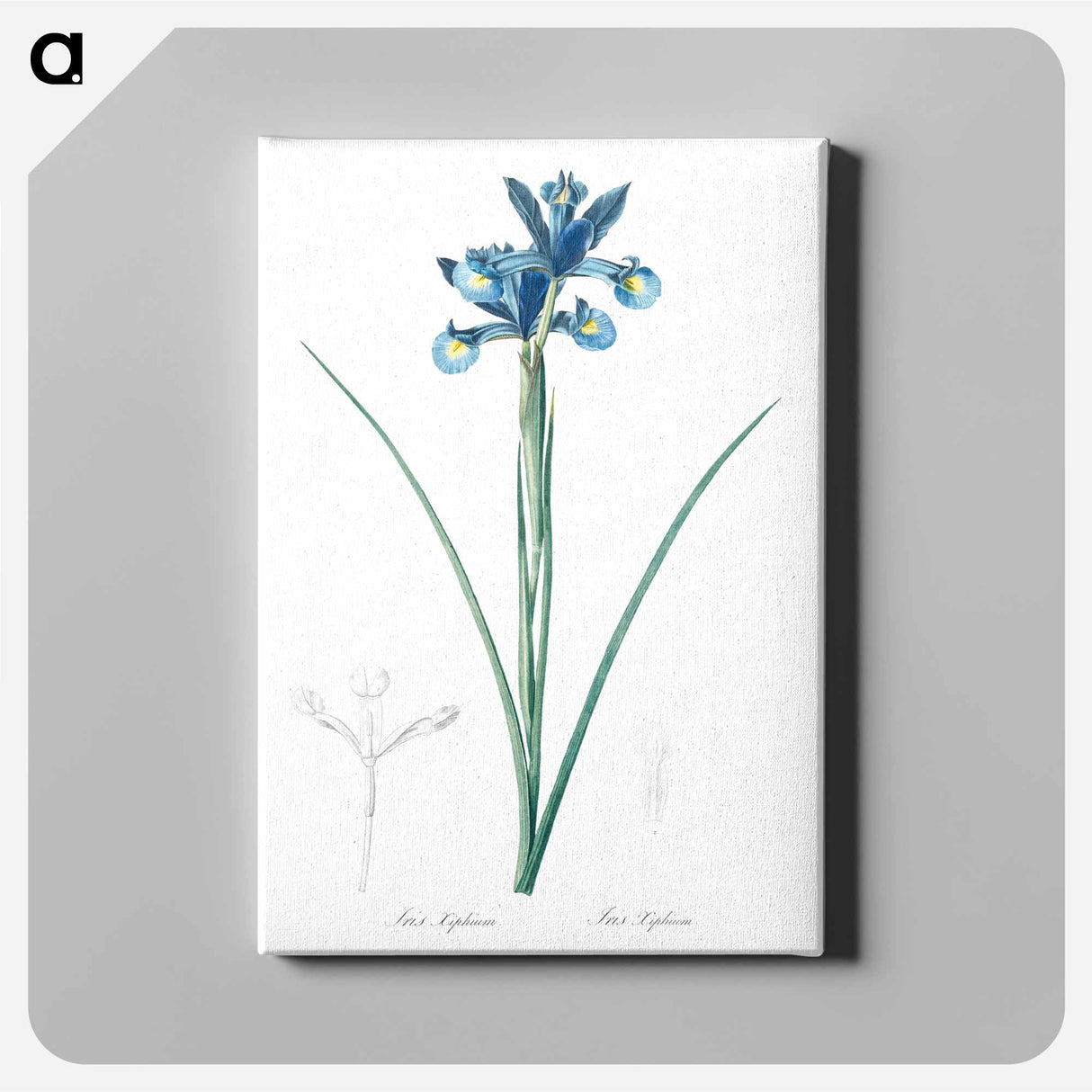 アートパネル-Spanish iris illustration - ピエール ジョゼフ ルドゥーテ Canvas.