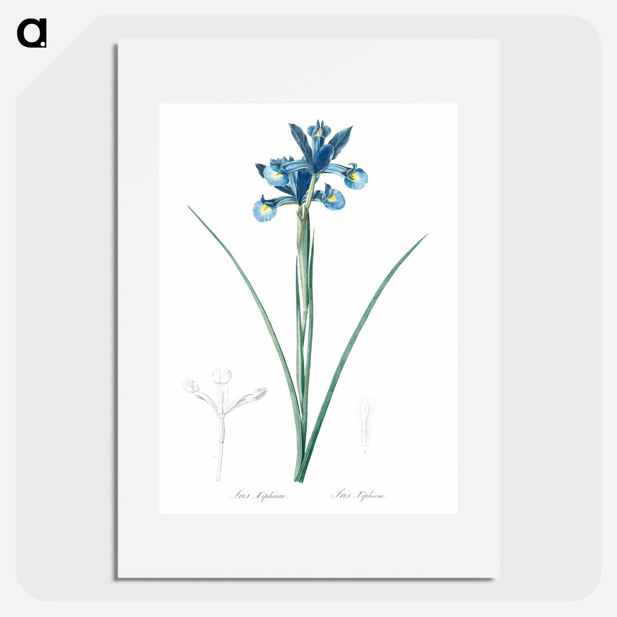 Spanish iris illustration - Pierre Joseph Redouté Poster.