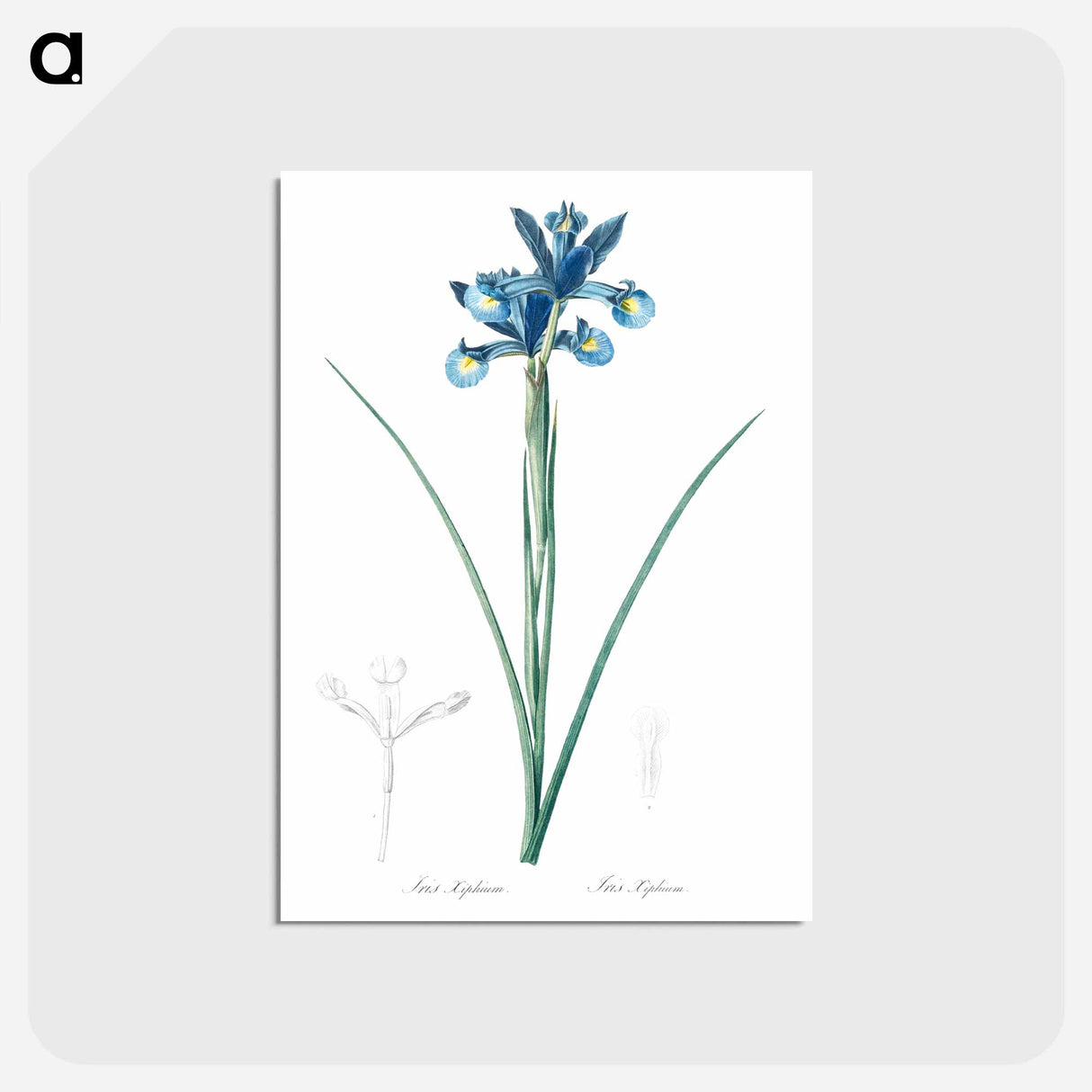 アートポストカード-Spanish iris illustration - ピエール ジョゼフ ルドゥーテ Postcard.