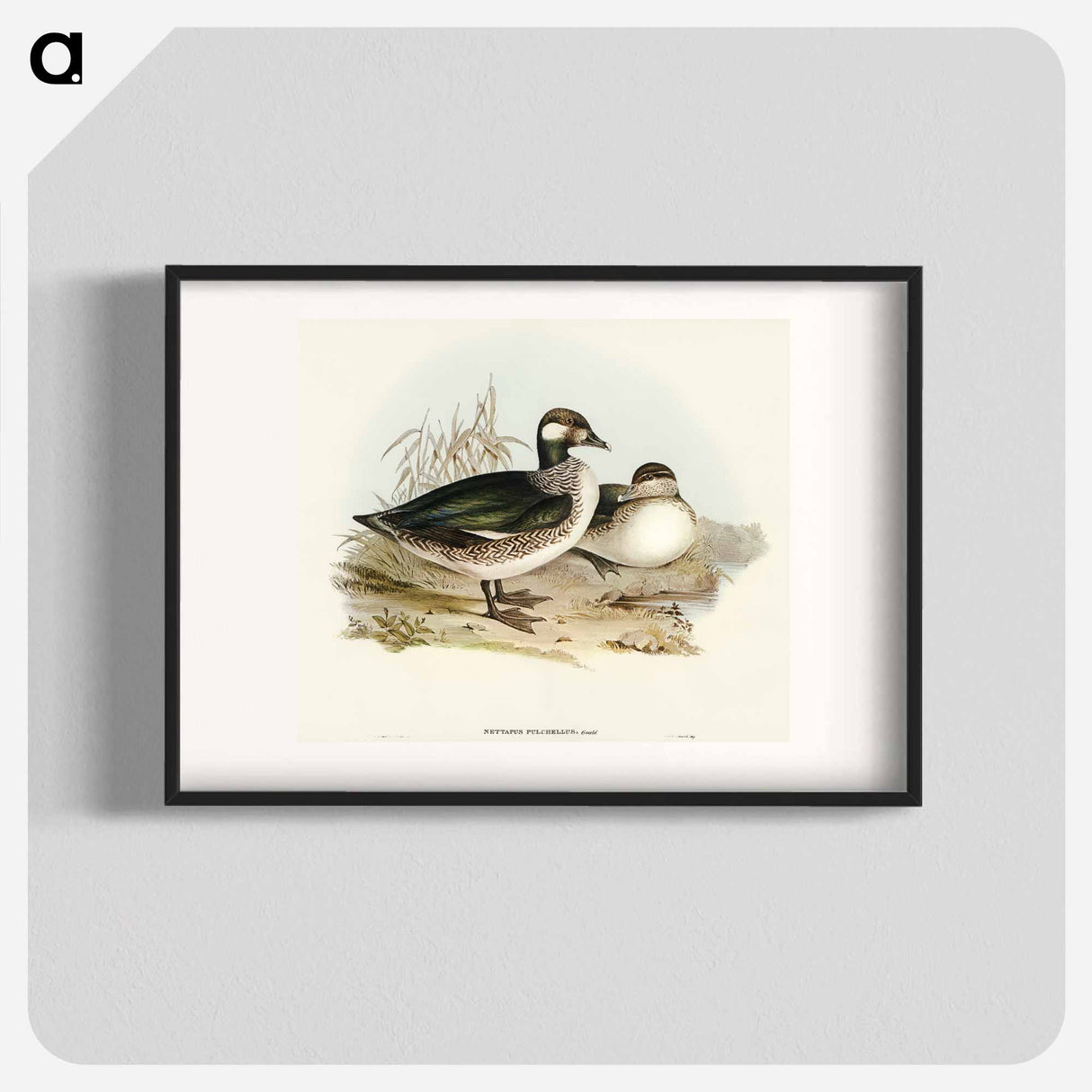 Pygmy Goose
- オーストラリアの鳥 Poster.