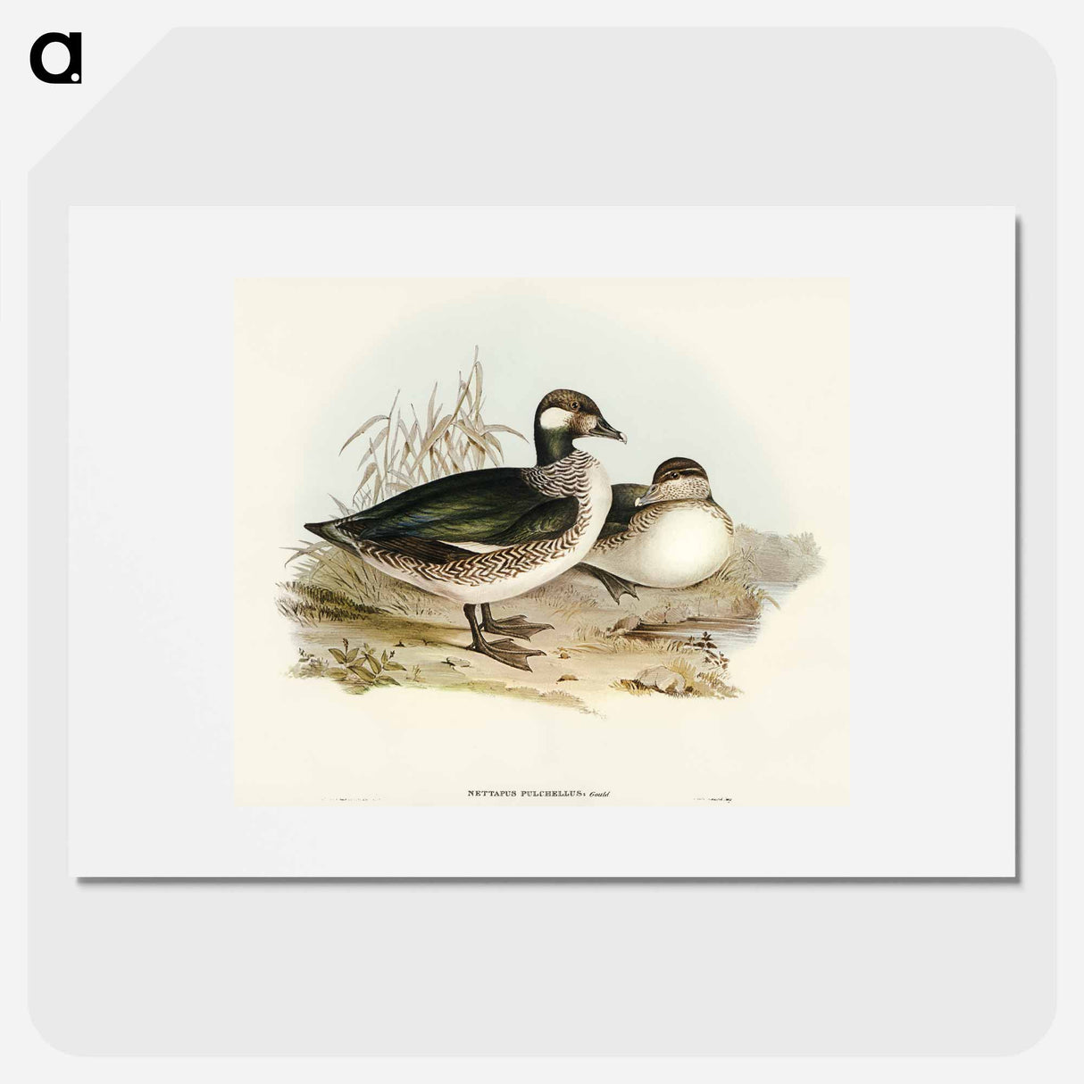 Pygmy Goose
- オーストラリアの鳥 Poster.