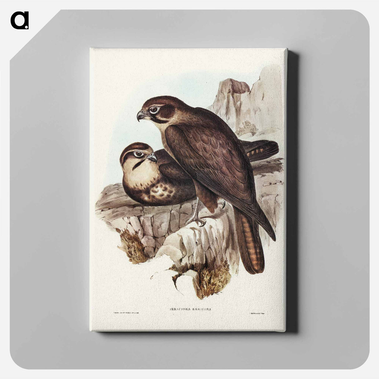 アートパネル-Brown Hawk
- ジョン グールド Canvas.