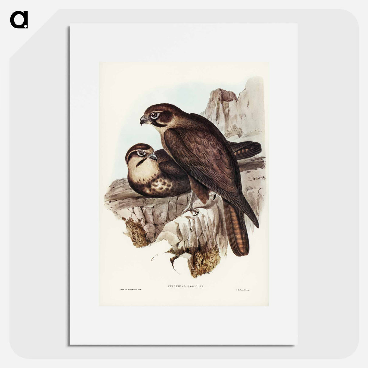 アートポスター-Brown Hawk
- ジョン グールド Poster.
