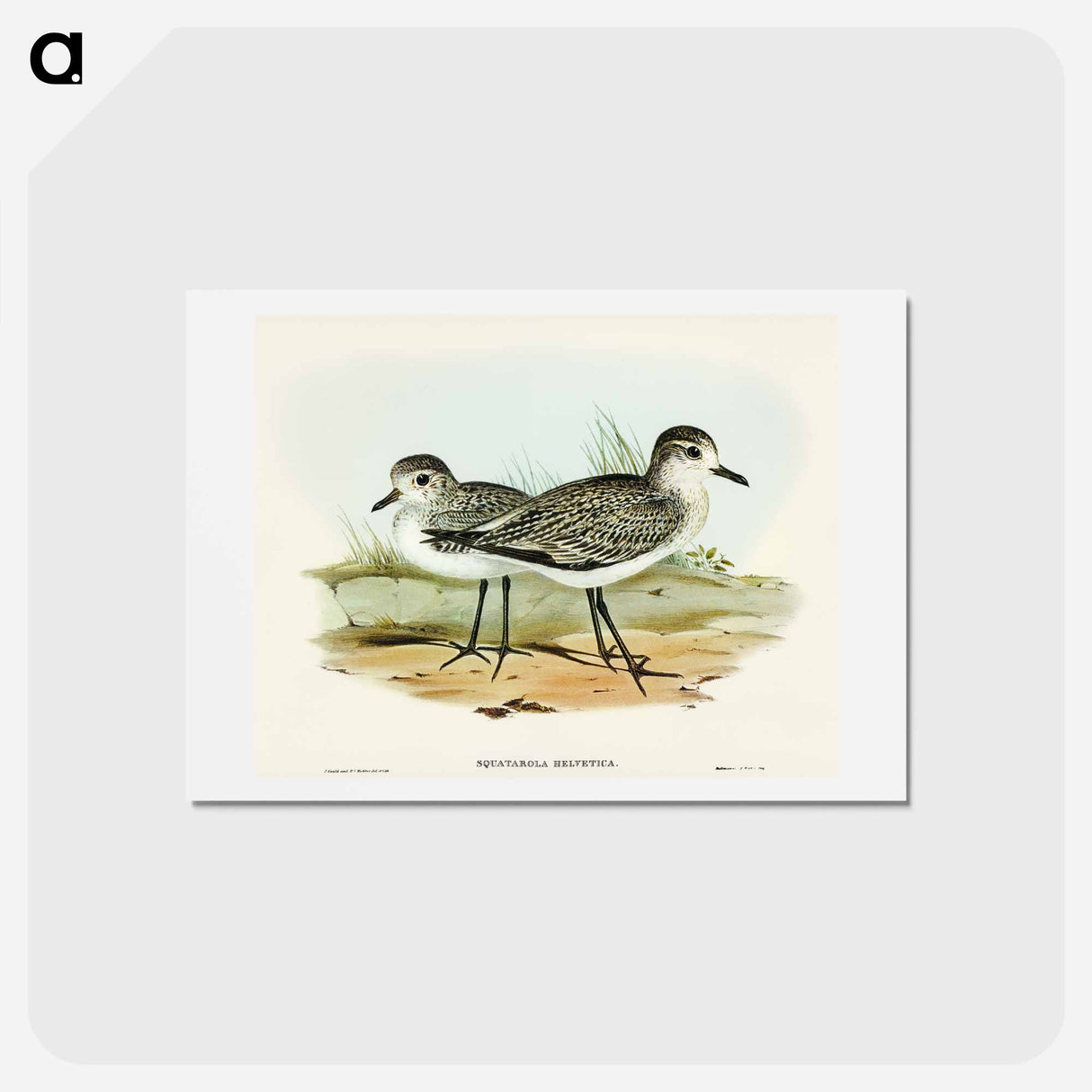 アートポストカード-Grey Plover
- オーストラリアの鳥 Postcard.